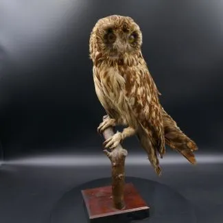 Antik udstoppet mose-horn ugle på base af træ fra 1914 (38)