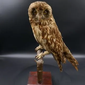 Antik udstoppet mose-horn ugle på base af træ 