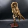 Antik udstoppet mose-horn ugle på base af træ 