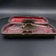 Fineste antikke brille etui med to par pince-nez briller - lameller